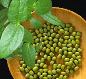 Manfaat Kacang Hijau Manfaat Kacang Hijau